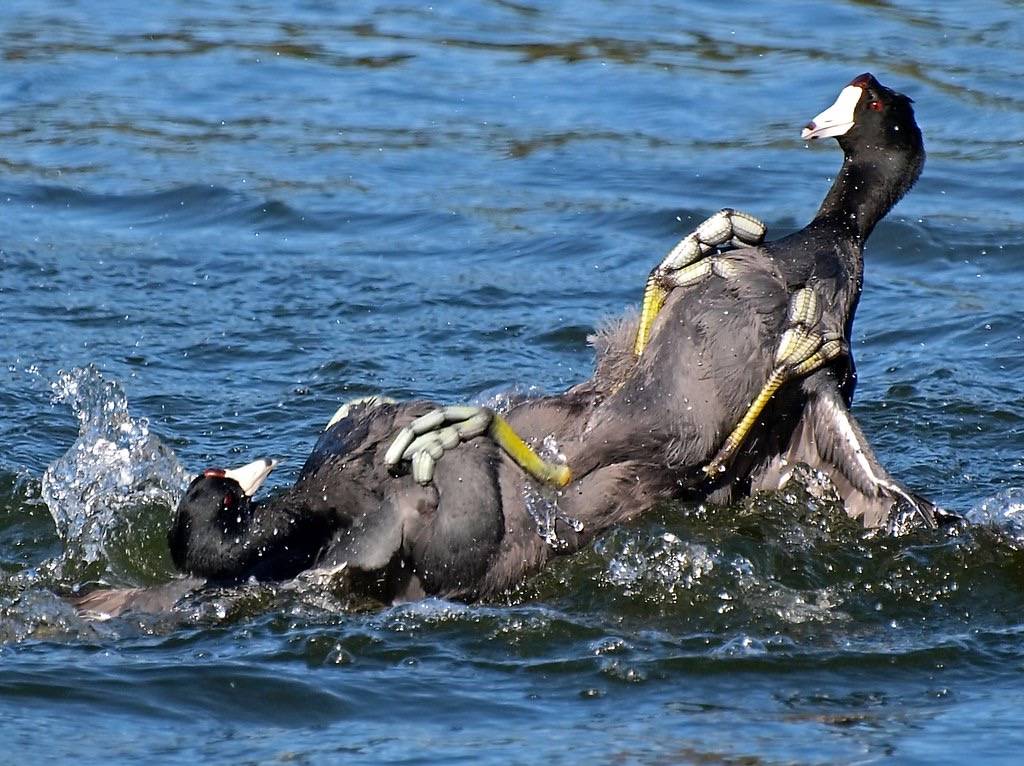 American Coot Tussle by Ingrid Taylar is licensed under CC BY-NC 2.0
